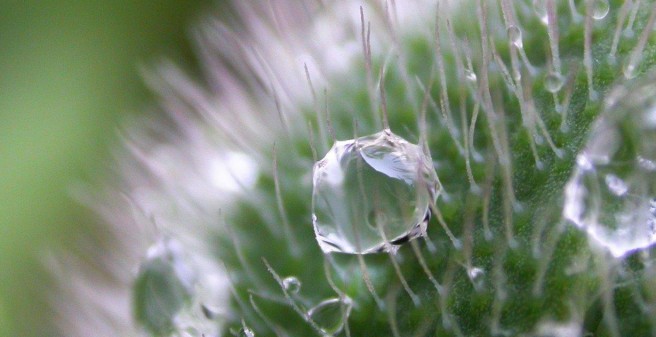 Blume mit Wassertropfen