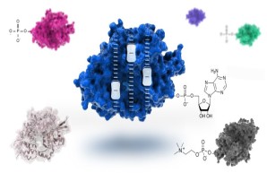 Institute of Biochemistry and Signal Transduction