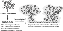 Fig. 1: Schematic representation of Staphylococcus epidermidis biofilm formation. Biofilms are formed in two pahese (primary attachment and accumulation). Both phases involve specific bacterial factors, e.g. surface proteins interacting wit host extracellular matrix proteins and intercellular adhesins.