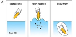 Figure 1: Initial steps of infection & Organization of the SPI-1