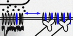 Synaptic transmission