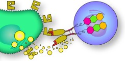 Schemazeichnung von Nanobody-basierten CARs