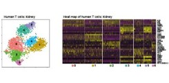 Expressionsprofil von humanen T-Zellen bei Glomerulonephritis