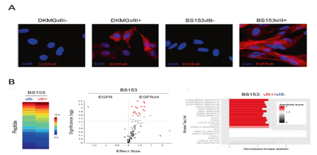 Radiation induced kinase signaling