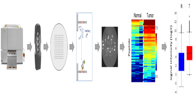 Functional kinome profiling. The PamGene's microarray assay for kinase activity profiling is based on measuring peptide phosphorylation by protein kinases. The PamChip®4 disposable consists of 4 identical arrays, each array containing up to 144 (STK) or 194 (PTK) peptides immobilized on a porous ceramic membrane. The peptide sequences (13 amino acids long) harbor phosphorylation sites derived from literature or computational predictions and are correlated with one or multiple upstream kinases.  Fluorescently labelled anti-phospho antibodies are used to detect phosphorylation activity of kinases present in the sample. Images are later used by the BioNavigator® software to quantify the signals, generate heat maps and calculations and to perform the upstream kinase analysis, the prediction of relevant kinases.  (With the license of PamGene Int. B.V.)