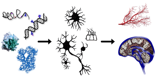 RNA basierte Pathomechanismen